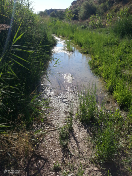 El Grup d'Ecologia i de Medi Ambient considera "preocupant" l'estat de l'ecosistema del riu Ondara al seu pas per Tàrrega