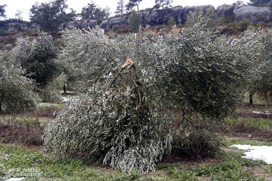 JARC demana celeritat per gestionar la compensació dels danys provocats pel temporal Filomena a Tarragona i Ponent