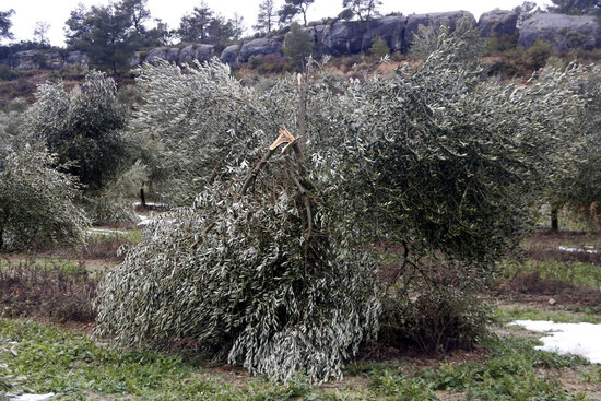 JARC demana celeritat per gestionar la compensació dels danys provocats pel temporal Filomena a Tarragona i Ponent