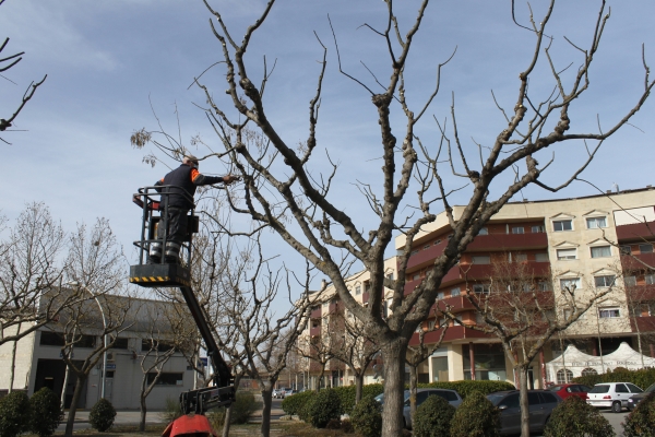 L’Ajuntament de Tàrrega ultima una nova campanya d’esporga d’arbres dels espais públics urbans