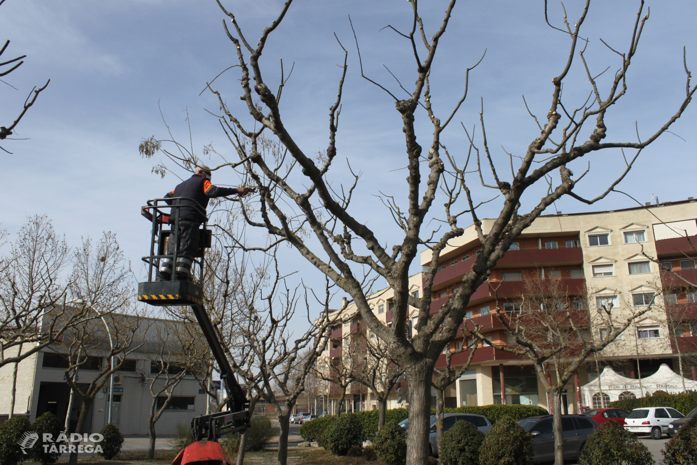 L’Ajuntament de Tàrrega ultima una nova campanya d’esporga d’arbres dels espais públics urbans