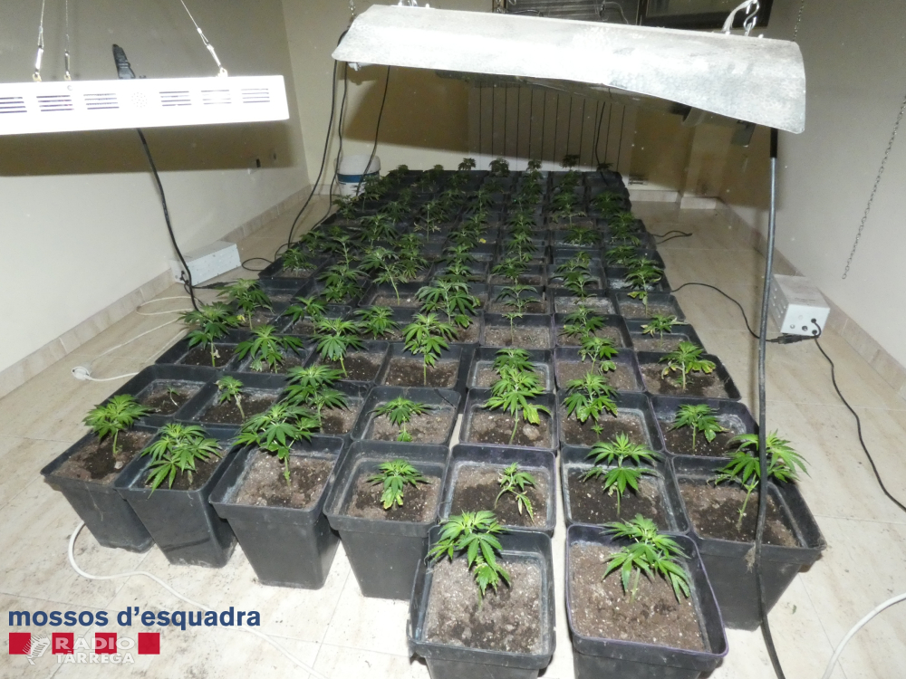 Dos detinguts per cultivar marihuana en un domicili de Cervera