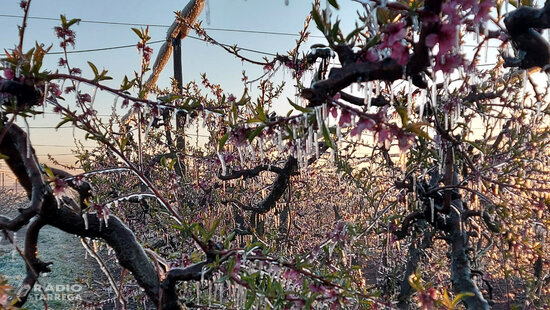 Els productors de fruita dolça de Ponent temen una caiguda de la producció per la gelada de la matinada passada