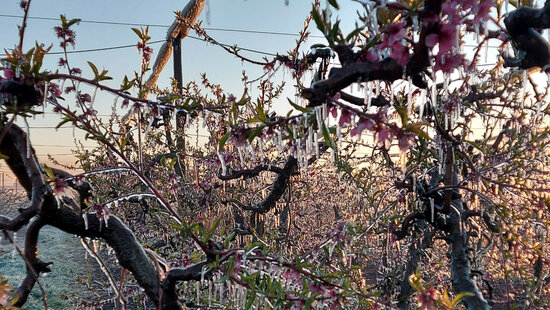 Els productors de fruita dolça de Ponent temen una caiguda de la producció per la gelada de la matinada passada