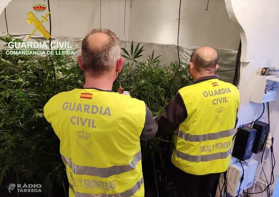 Detenen un home i una dona acusats de vendre marihuana que ells mateixos cultivaven a casa seva, a l'Urgell