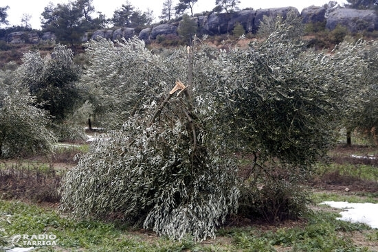 JARC demana més reduccions de mòduls de l’IRPF per als productors lleidatans afectats per condicions meteorològiques i la covid