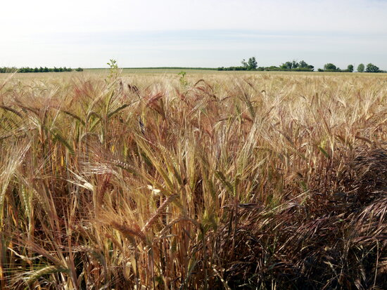 Unió de Pagesos no preveu "una gran campanya" del cereal per la falta de pluges i els problemes amb la fauna salvatge