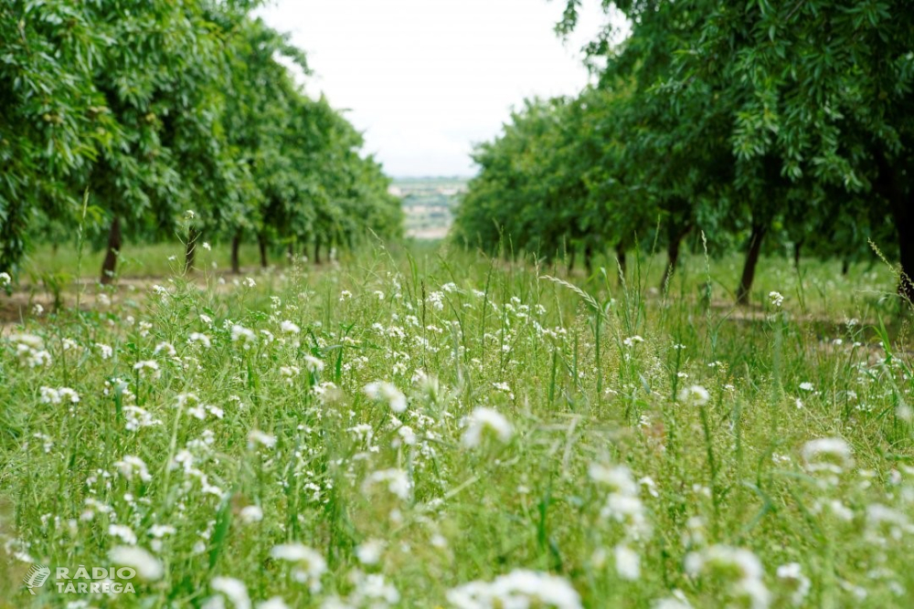 Borges reforça la seva aposta per la biodiversitat en l’entorn agrari