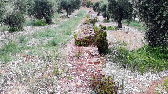 Les pedregades de dissabte a la tarda afecten 4.170 hectàrees de conreu, principalment a l'Urgell i les Garrigues