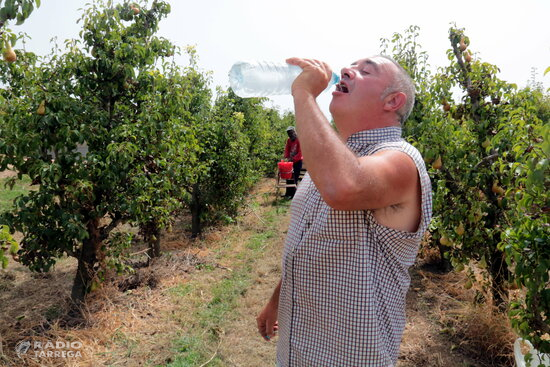 Pagesos lleidatans concentren la feina al matí al camp per evitar les hores fortes de calor