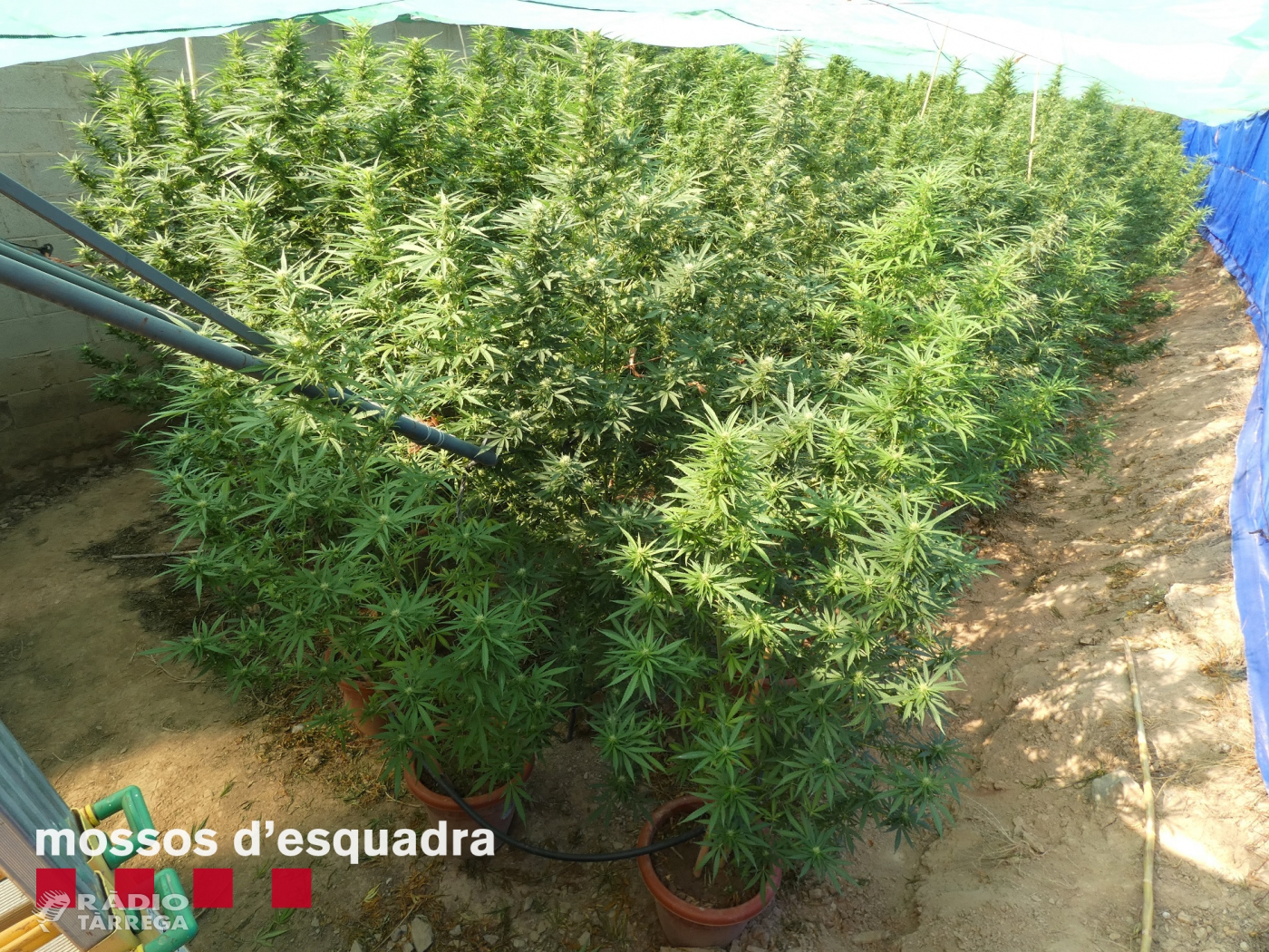 Els Mossos d'Esquadra detenen un home a l'Urgell per cultivar marihuana