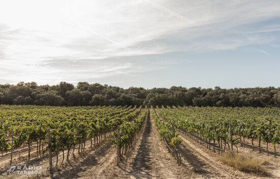 La Ruta del Vi de Lleida-Costers del Segre aconsegueix la certificació 'Biosphere' de turisme responsable i sostenible