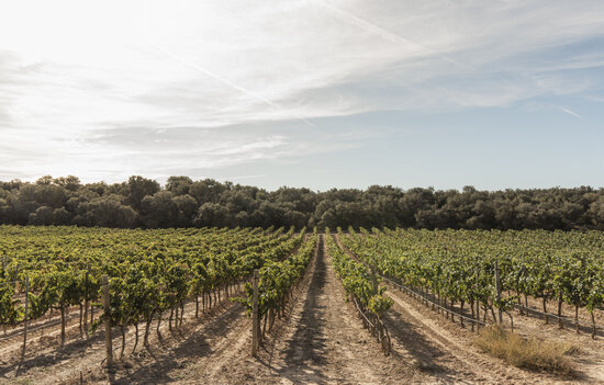 La Ruta del Vi de Lleida-Costers del Segre aconsegueix la certificació 'Biosphere' de turisme responsable i sostenible