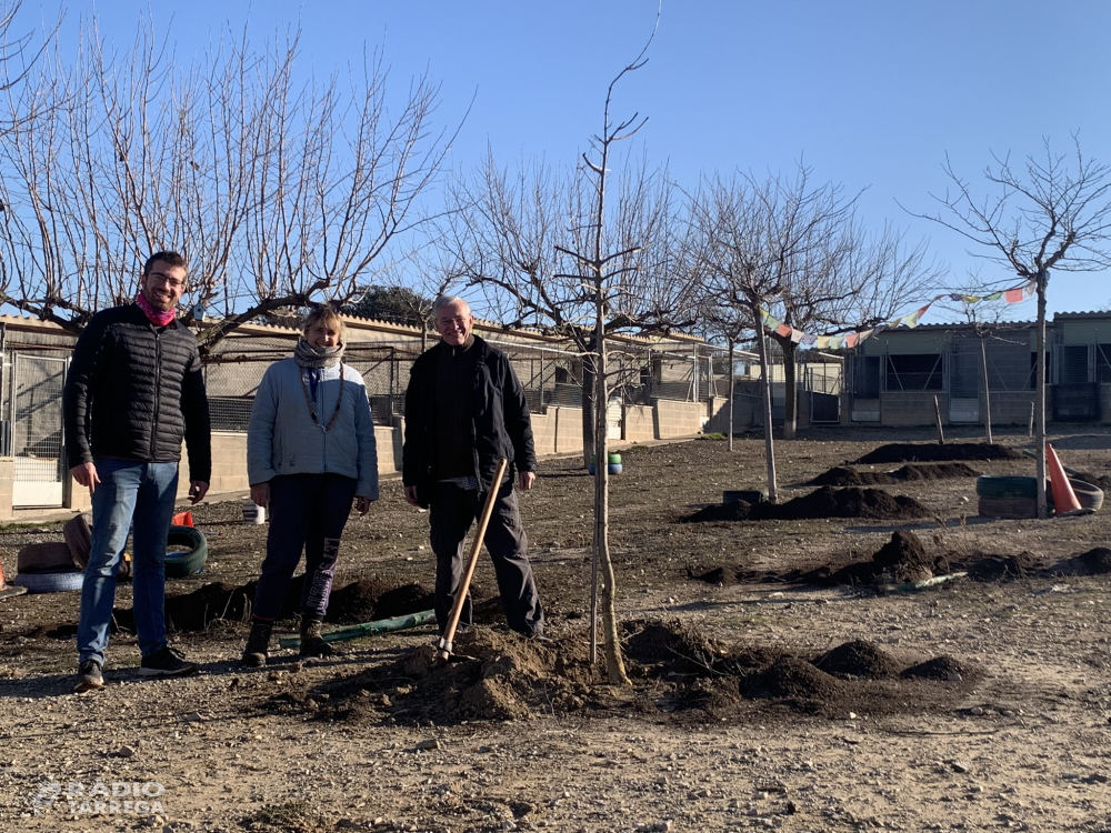 El consell Comarcal de l'Urgell fa una plantada d'arbres a la canera comarcal