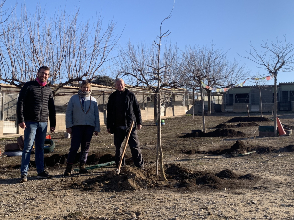 El consell Comarcal de l'Urgell fa una plantada d'arbres a la canera comarcal