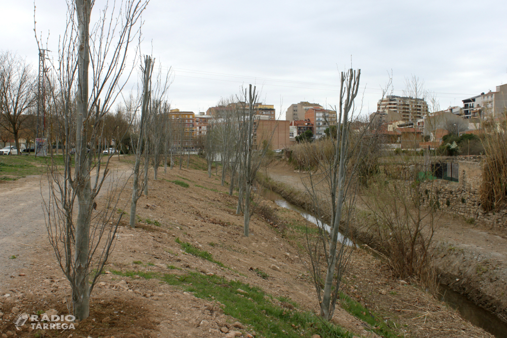 L’Ajuntament de Tàrrega ultima els treballs de neteja i plantació d’arbres a la llera del riu Ondara