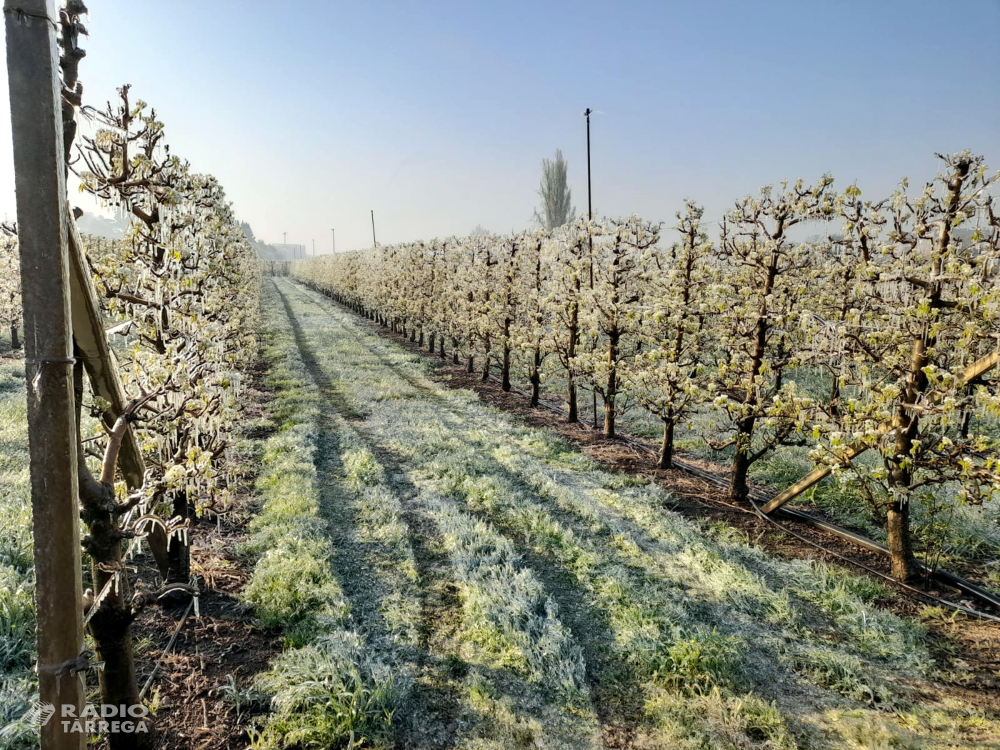 Els productors de fruita de Ponent alerten que la gelada d'aquesta matinada farà caure la producció