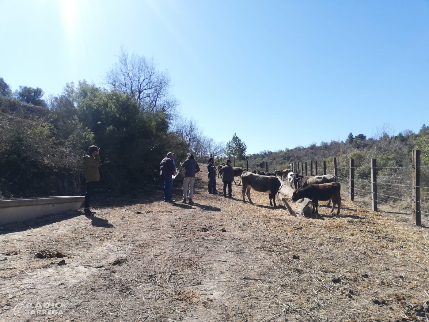 La ramaderia extensiva torna a la Vall del Corb