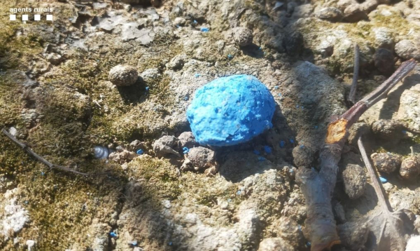 Denunciat per posar verí en un camp de Bellpuig per eliminar conills i provocar la mort d'un gos i d'altres animals