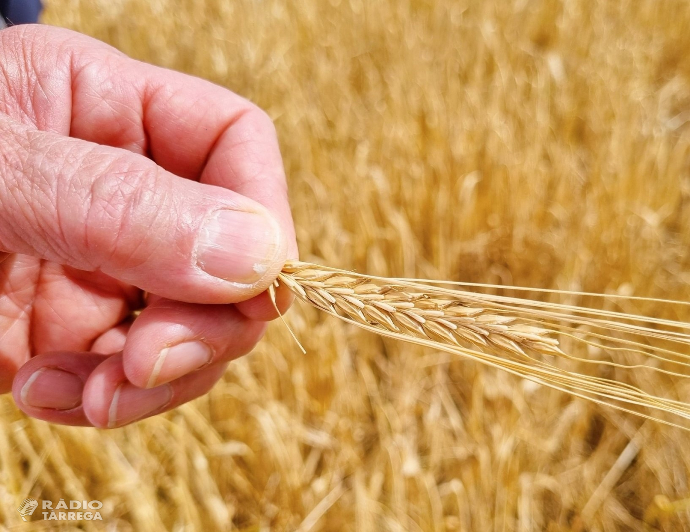 La calor del maig afecta unes 40.000 hectàrees de cereal de secà de més de 25.000 finques a Ponent