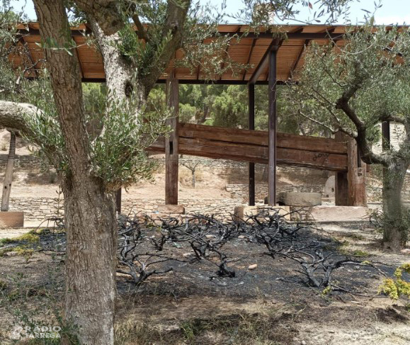 Els Amics de l'Arbre denuncien públicament l'enèsim acte vandàlic que podria haver causat un incendi al parc de Sant Eloi