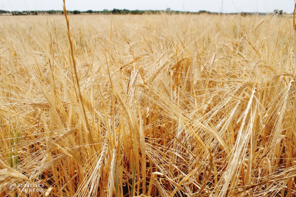 Comencen a pagar els més de 10 MEUR d'indemnitzacions als productors de cereal per la sequera d'aquesta campanya