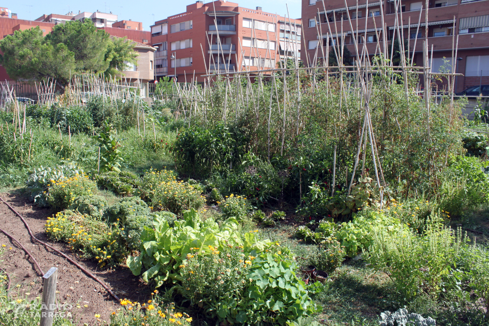 El nou programa d'horts urbans municipals de Tàrrega registra plena ocupació