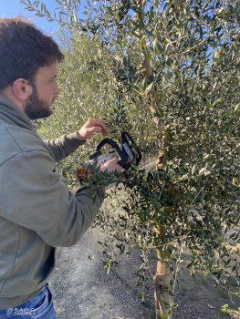 Les cooperatives agràries estimen que la producció d'oli d'oliva pot caure més d'un 50% aquesta campanya