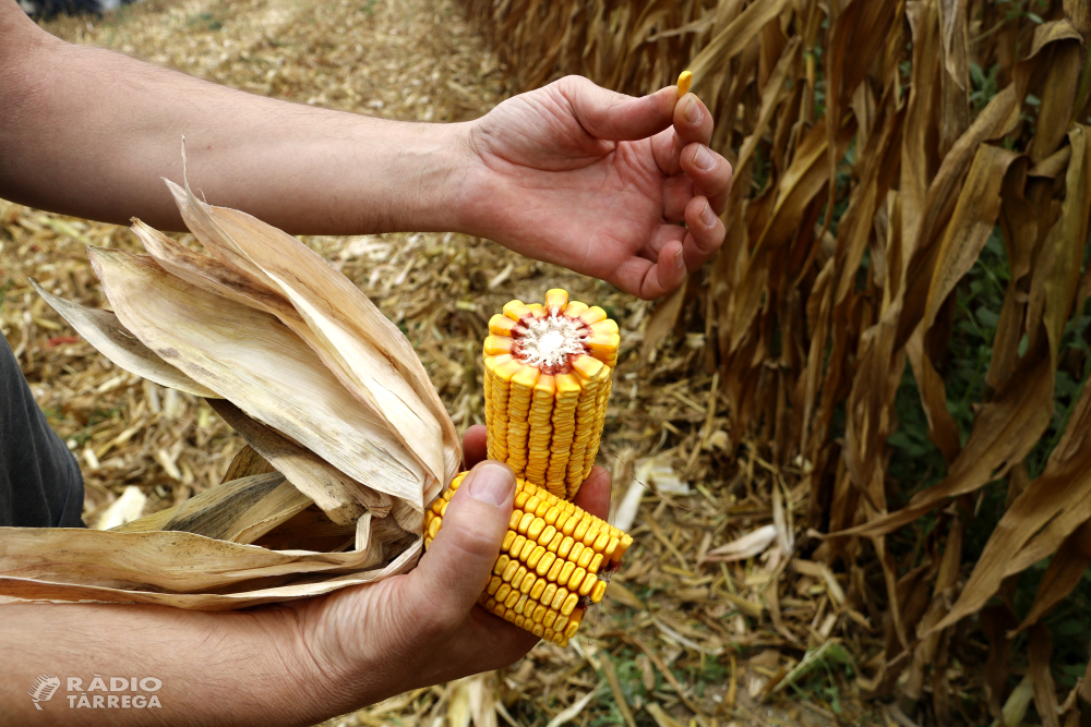 Es redueix fins a un 20% la producció de panís per hectàrea a Ponent per culpa de les onades de calor de l'estiu