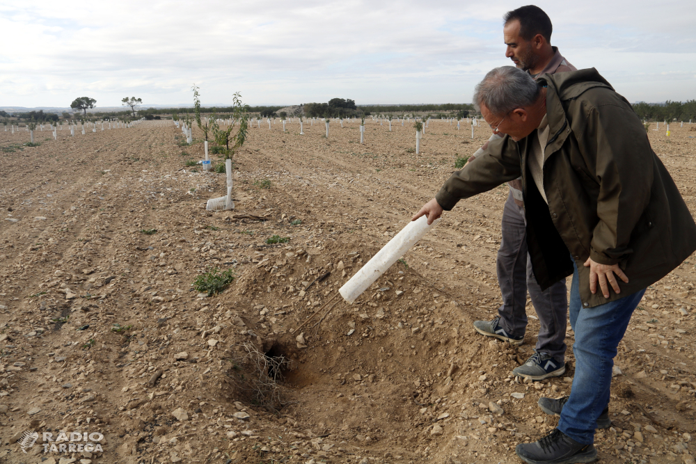 La plaga de conills que persisteix a l'Urgell fa que alguns pagesos fins i tot desisteixin de sembrar la collita