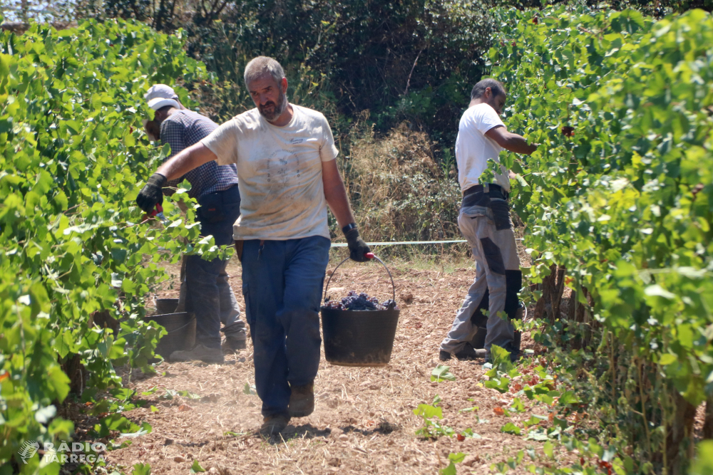 Unió de Pagesos reclama facilitar la contractació de temporers per a la pròxima campanya agrària