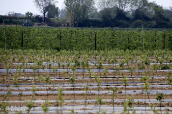 Acció Climàtica aprova 1.465 expedients de productors afectats per les gelades i abonarà 16,6 MEUR en ajuts