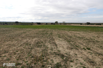 Els pagesos de Verdú calculen que la plaga de conills ha arrassat 500 hectàrees de conreu