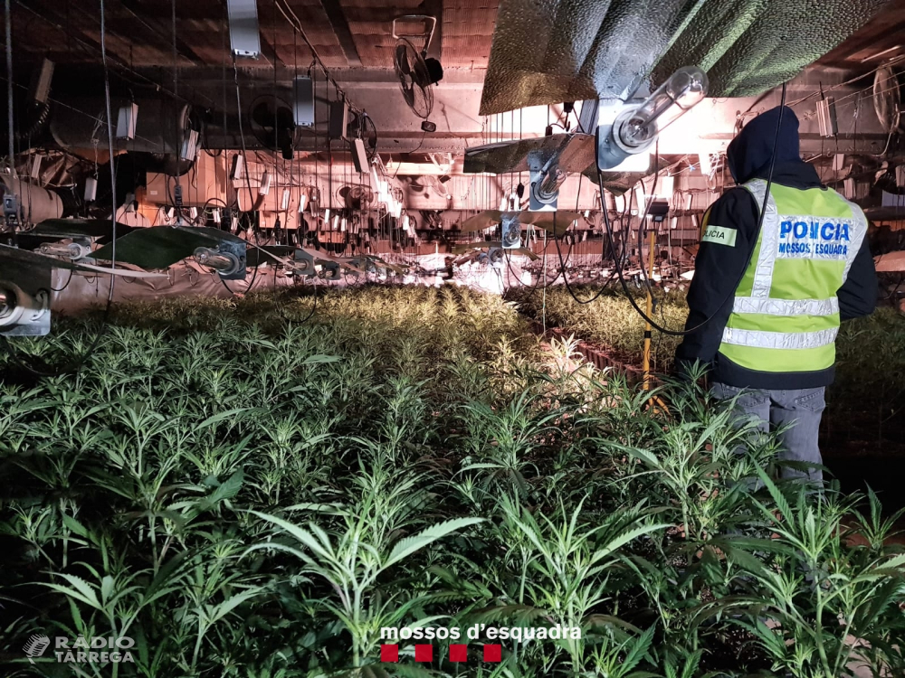 Els Mossos d'Esquadra desmantellen un cultiu de més de 3.700 plantes de marihuana a Castellserà