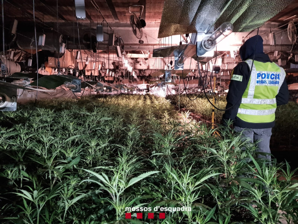 Els Mossos d'Esquadra desmantellen un cultiu de més de 3.700 plantes de marihuana a Castellserà