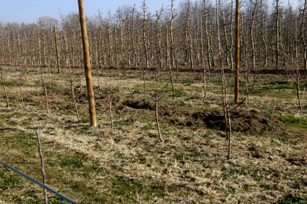 Agricultors demanen mesures per combatre la fauna salvatge i alerten que en dos anys hi haurà "més senglars que pagesos"