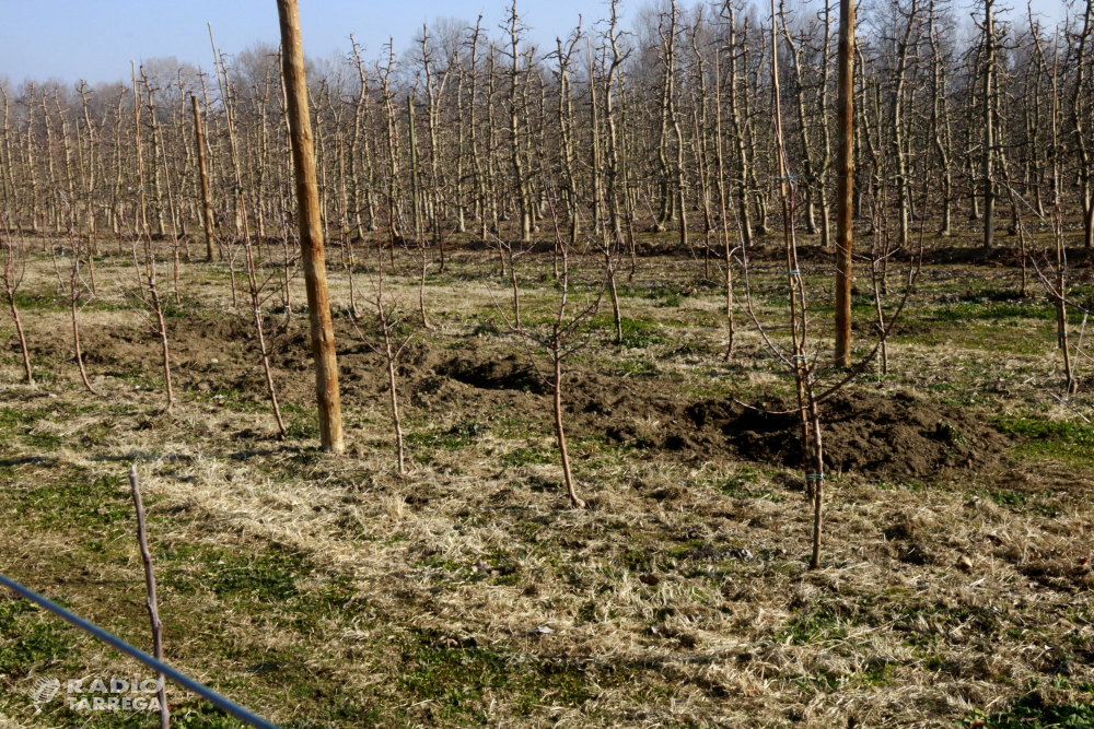 Agricultors demanen mesures per combatre la fauna salvatge i alerten que en dos anys hi haurà "més senglars que pagesos"