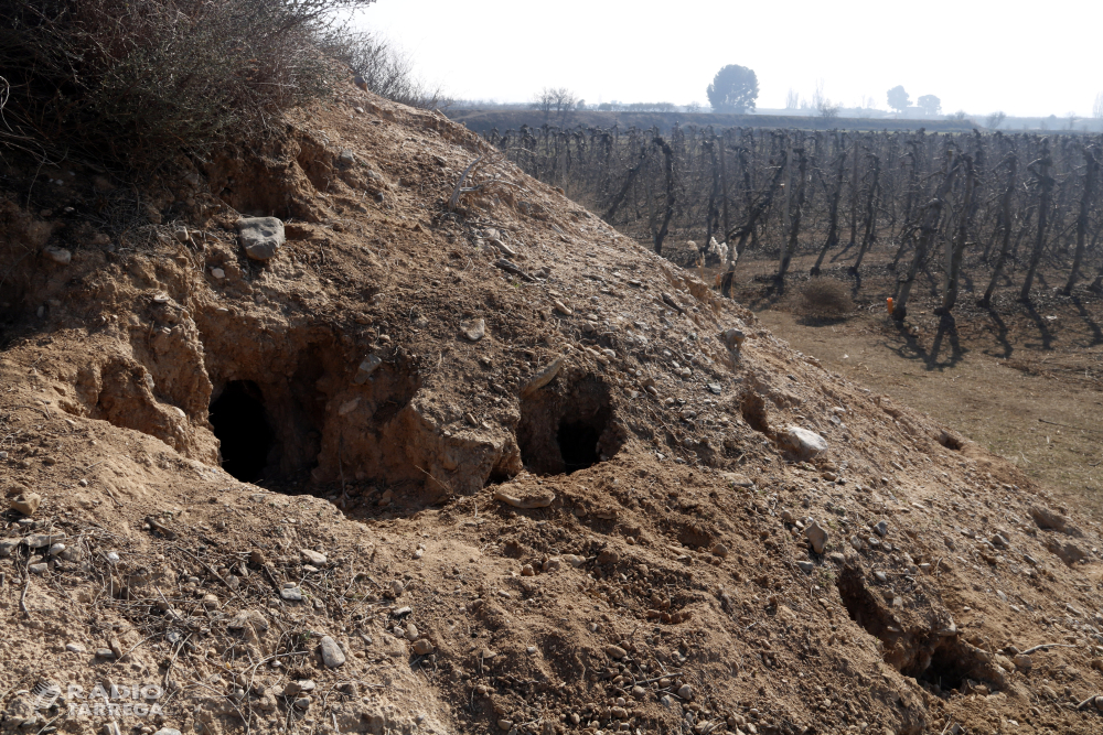 Ecologistes en Acció rebutja l'ús de verins per acabar amb la plaga de conills que afecta les comarques de Ponent