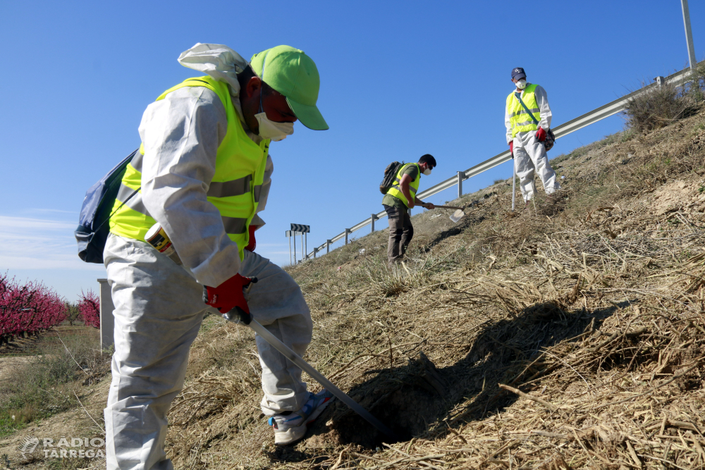 Acció Climàtica inicia l'aplicació del fosfur d'alumini en carreteres per fer front a la superpoblació de conills