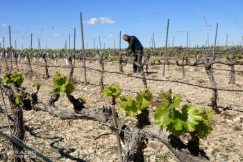 Experts aconsellen reduir la producció dels ceps en episodis de sequera per mantenir la qualitat del raïm