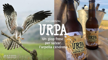 Naturalistes del territori impulsen un projecte per protegir l'arpella cendrosa, una espècie amenaçada