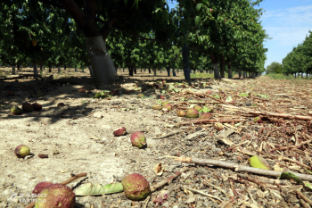 El canal d'Urgell durà a terme el primer reg de supervivència dels fruiters durant el mes de juny