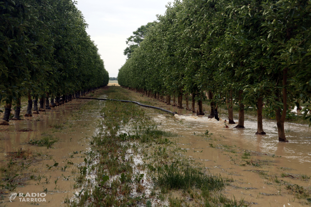 El primer torn del reg de supervivència dels arbres del canal d'Urgell serà entre els dies 12 i 21 de juny