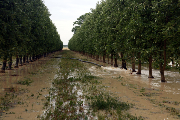 El primer torn del reg de supervivència dels arbres del canal d'Urgell serà entre els dies 12 i 21 de juny