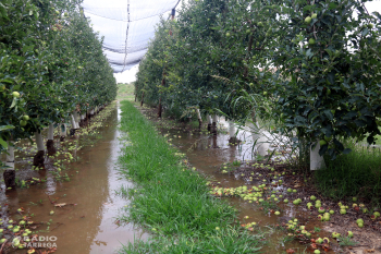 Els productors de fruita del canal d'Urgell comencen a regar els arbres per salvar fins al 90% de la collita