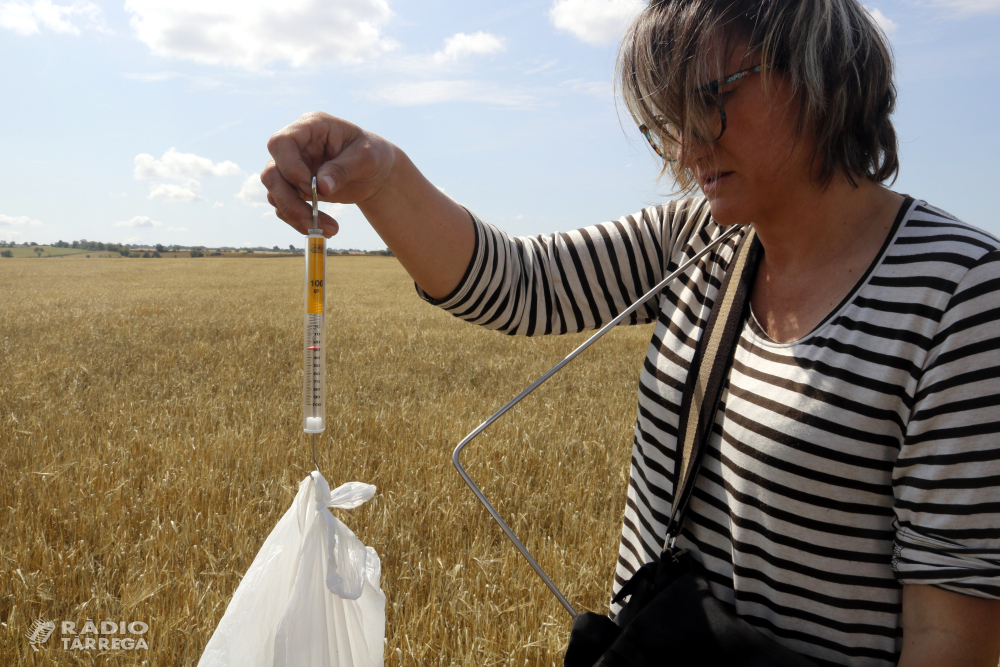 Les indemnitzacions a cultius herbacis de secà per la sequera a Catalunya pugen a més de 38 MEUR