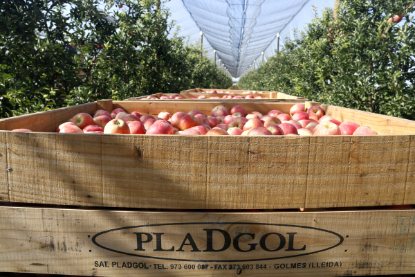 Les exportacions pugen un 2,4% a Ponent i l'Alt Pirineu i Aran durant el primer semestre fins als 1.345 MEUR