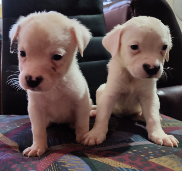 La Protectora d'Animals de Tàrrega fa una crida urgent per promoure l'adopció de 20 gossos