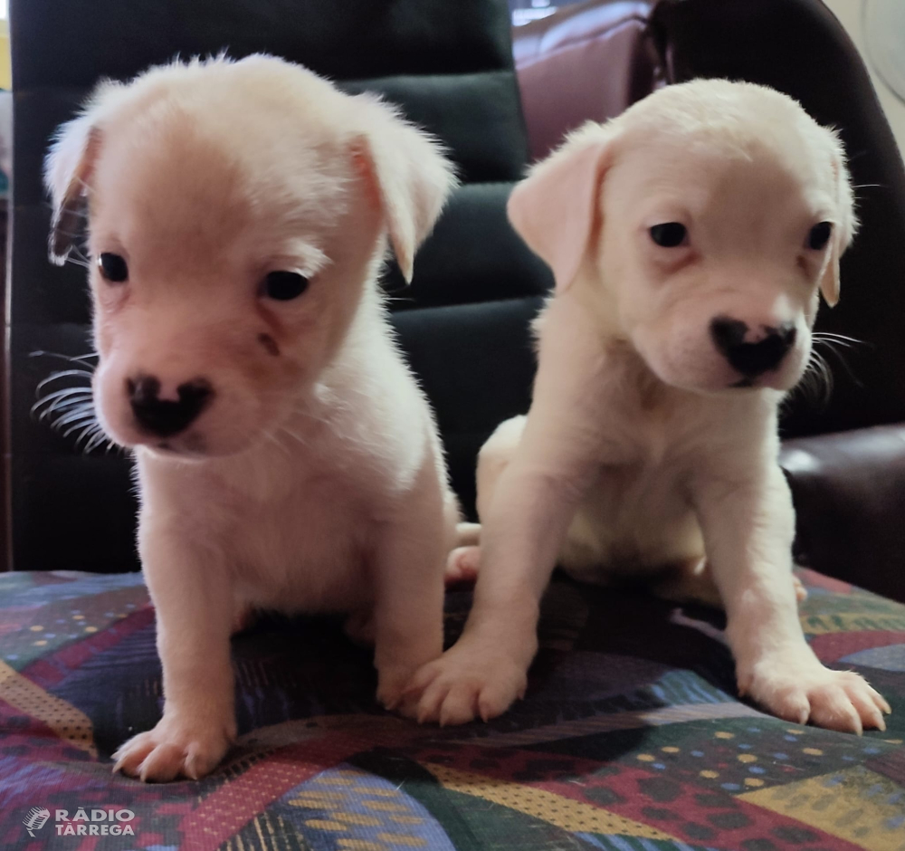 La Protectora d'Animals de Tàrrega fa una crida urgent per promoure l'adopció de 20 gossos