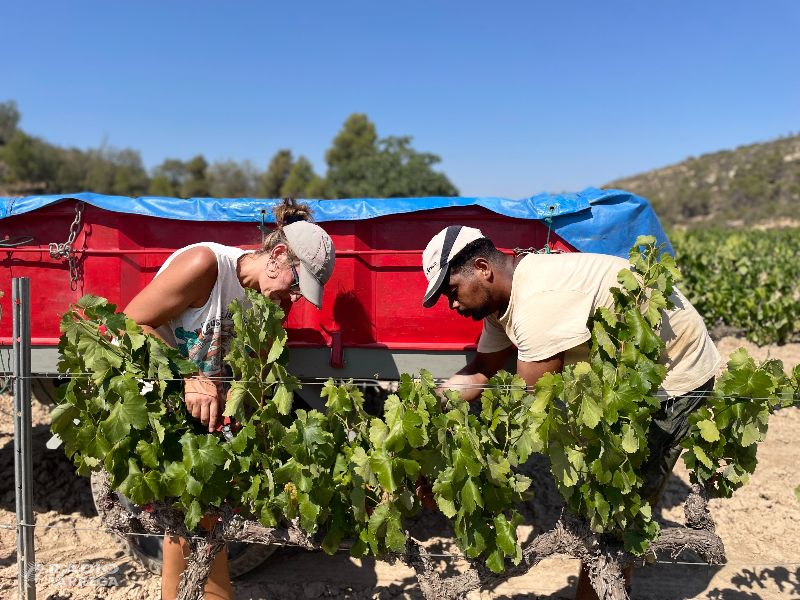 La sequera acumulada dels dos últims anys marca la verema 2023 a L'Olivera de Vallbona